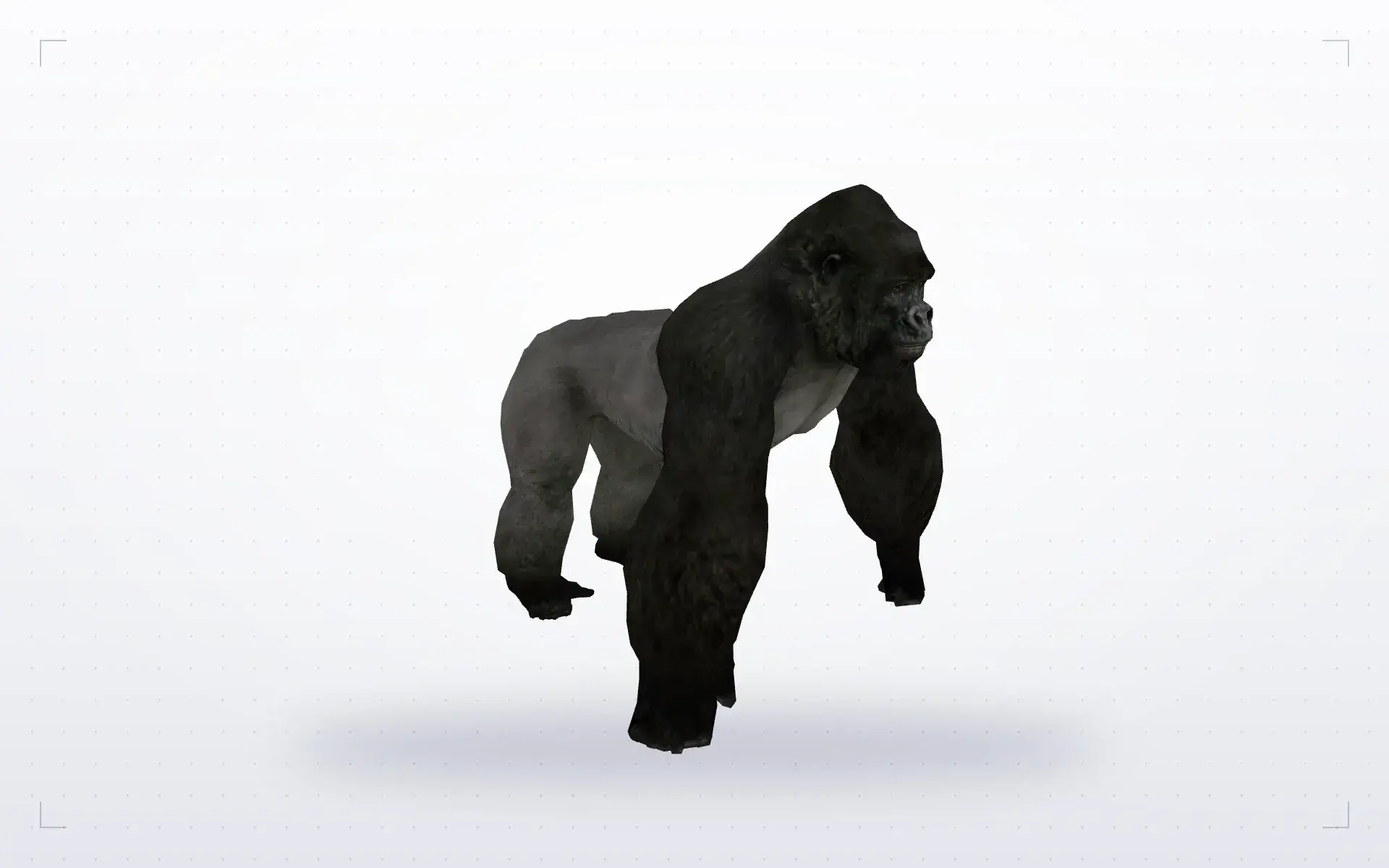 Little Gorilla — preview 1