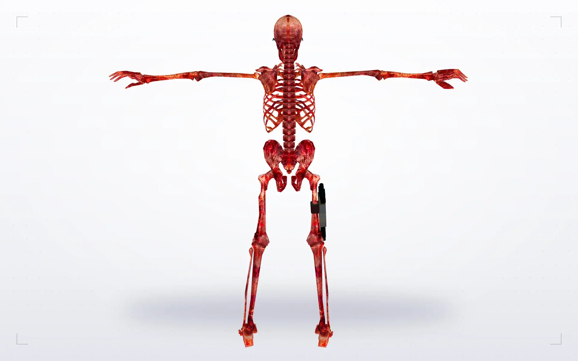 Skeletons — back