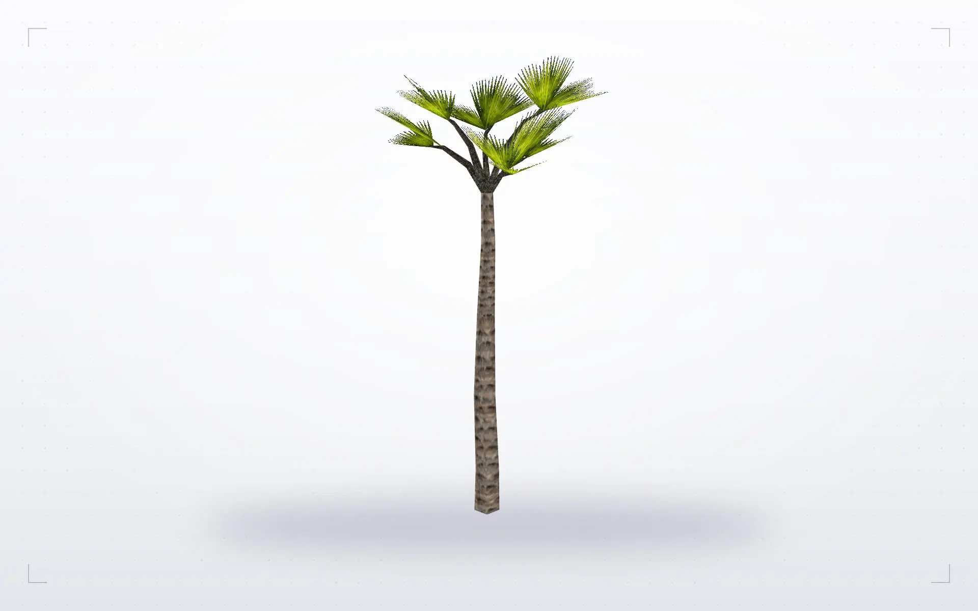 Fan Palm — preview 1